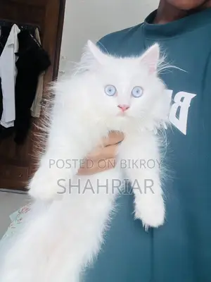 ৩-৬ মাস বয়সী মেল পিউরব্রেড পার্সিয়ান বিড়াল