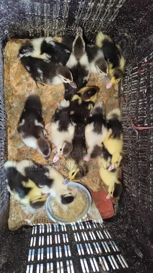China Duck Baby For Sale