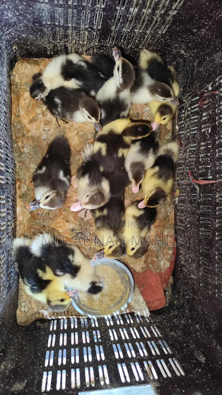 China Duck Baby For Sale
