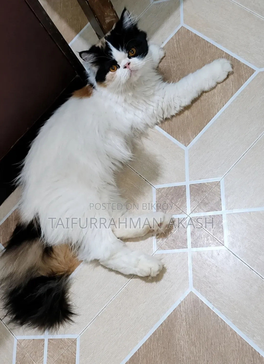 1+ year Female Purebred Persian