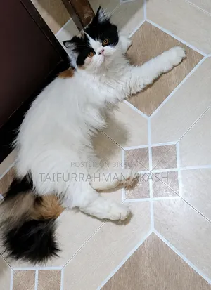 1+ year Female Purebred Persian