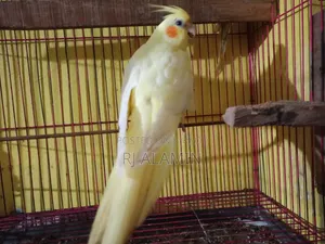 Cockatiel Super Tame Lutino and Pearl Can Be Let Loose Inside the House