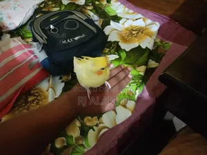 Cockatiel Super Tame Lutino and Pearl Can Be Let Loose Inside the House