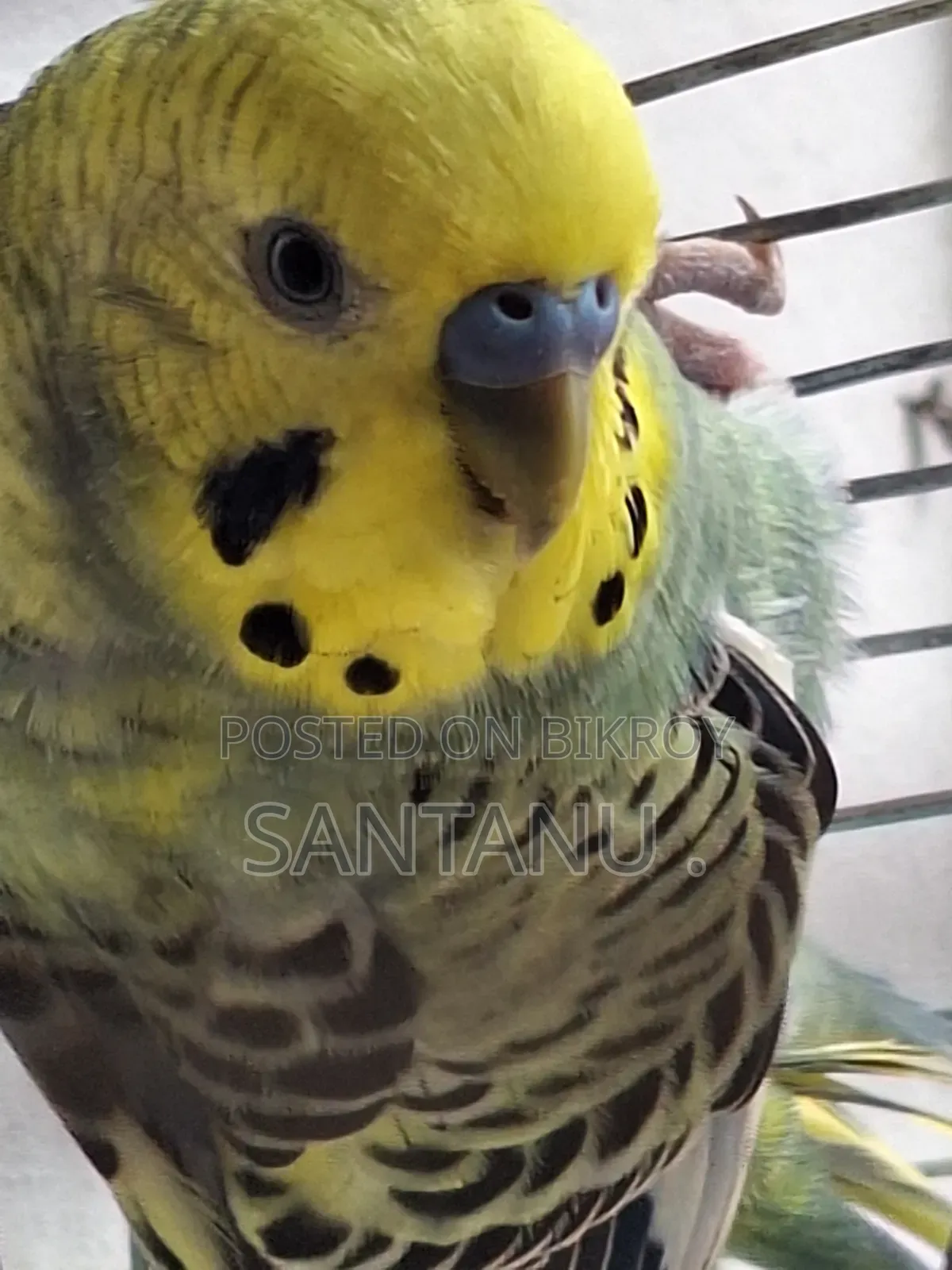 বাজ্রিগার Budgerigar