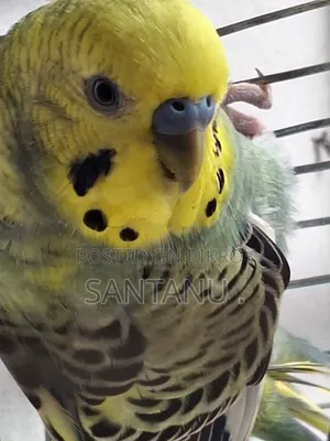 বাজ্রিগার Budgerigar
