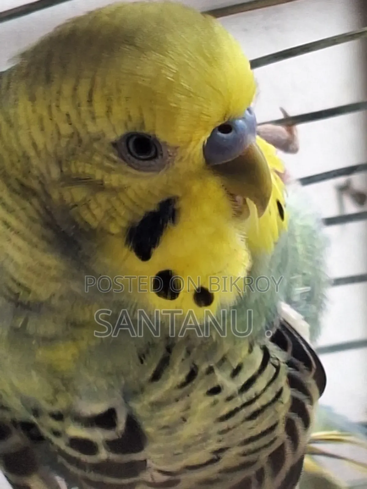 বাজ্রিগার Budgerigar