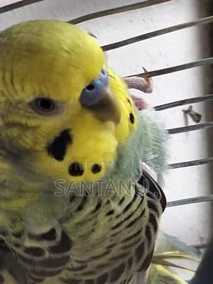 বাজ্রিগার Budgerigar