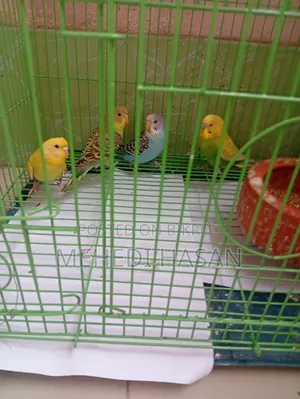 বাজিগর পাখি ৪ টি / Bajigar Birds