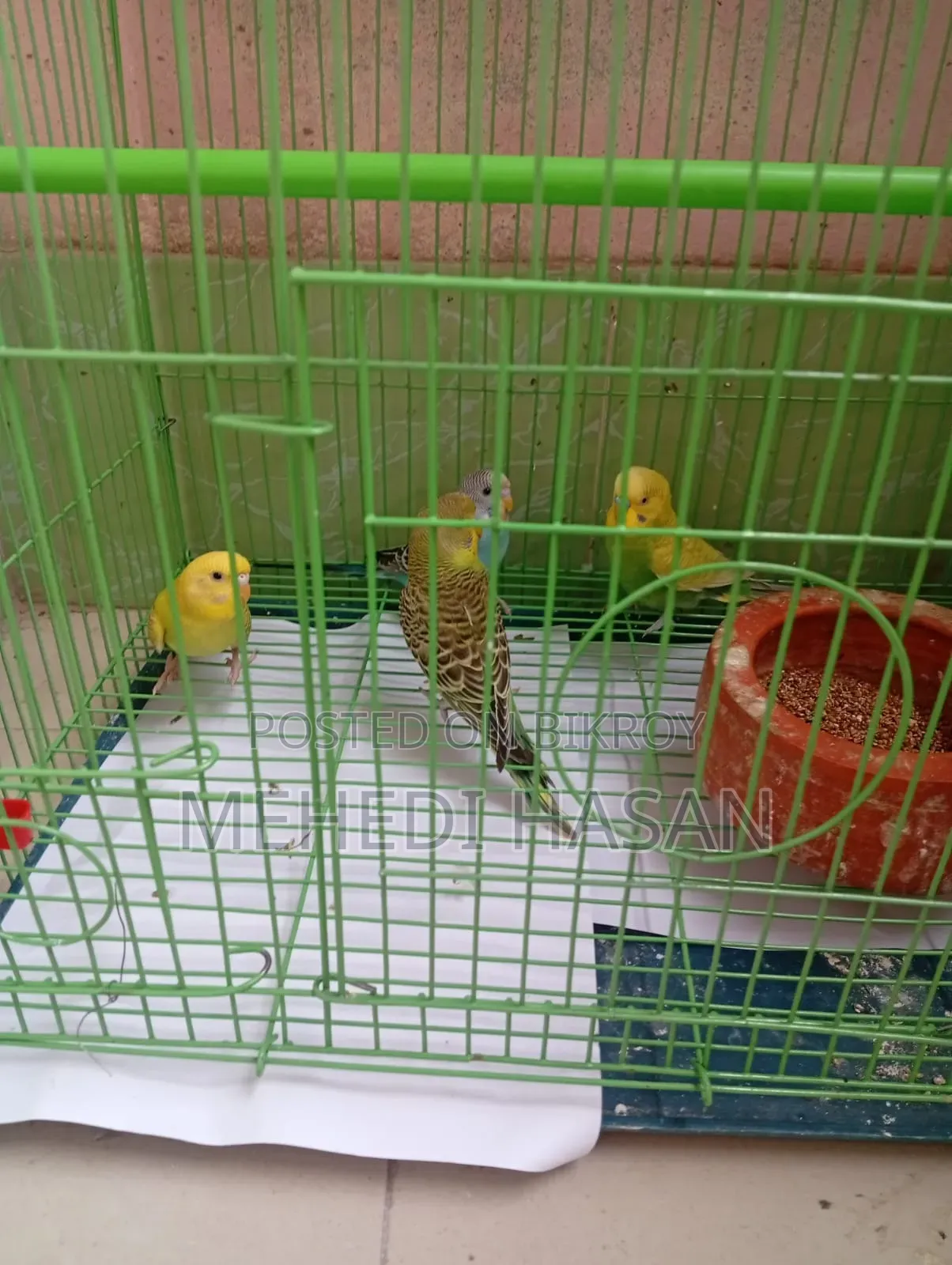 বাজিগর পাখি ৪ টি / Bajigar Birds