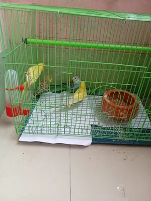 বাজিগর পাখি ৪ টি / Bajigar Birds