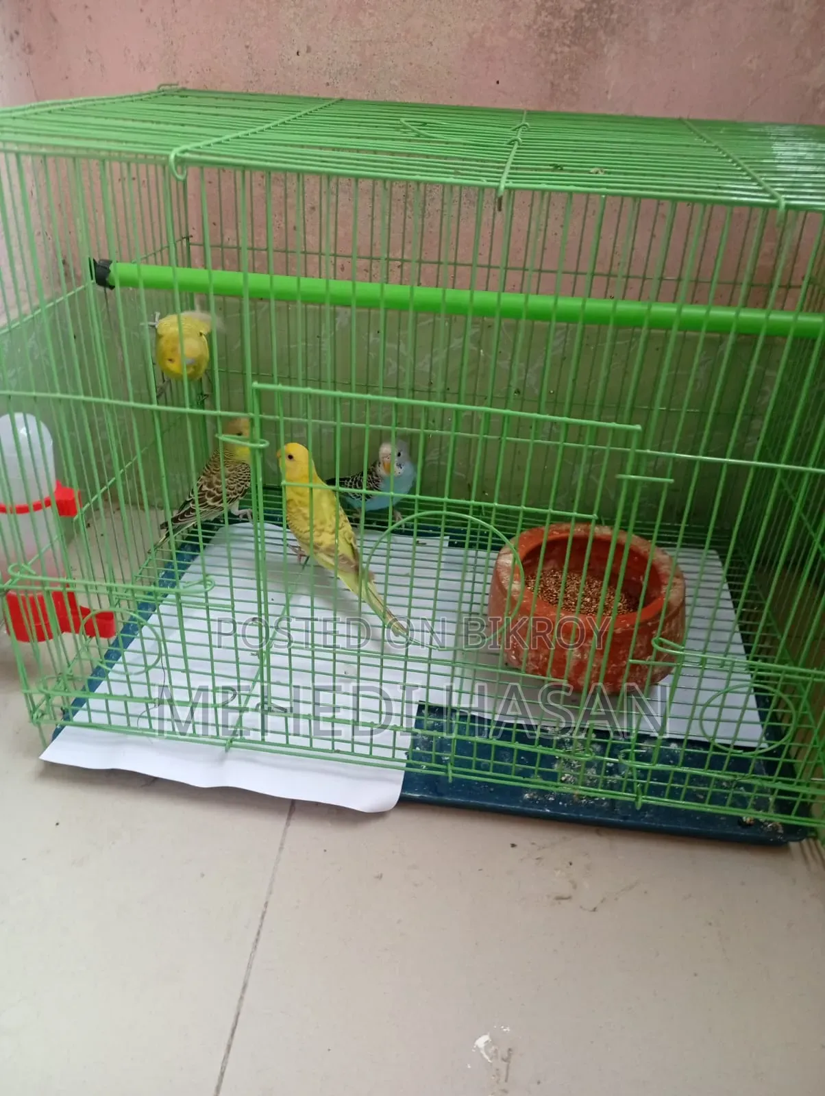 বাজিগর পাখি ৪ টি / Bajigar Birds