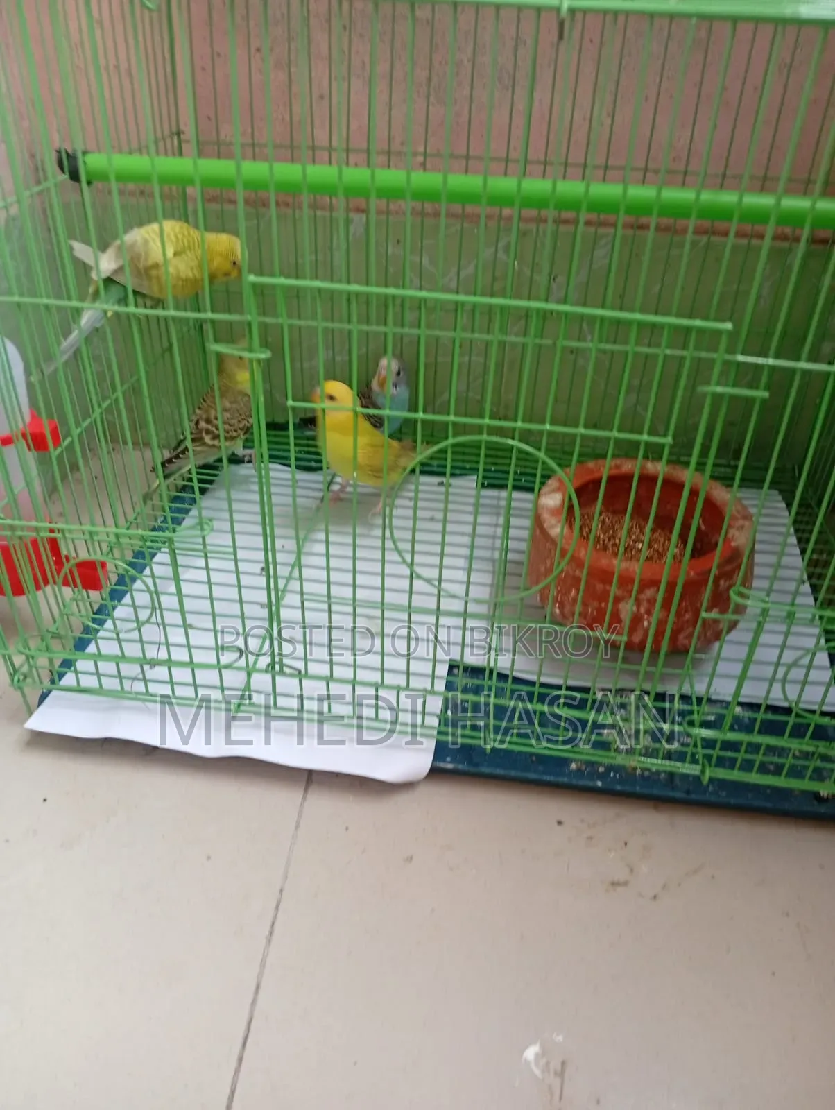 বাজিগর পাখি ৪ টি / Bajigar Birds