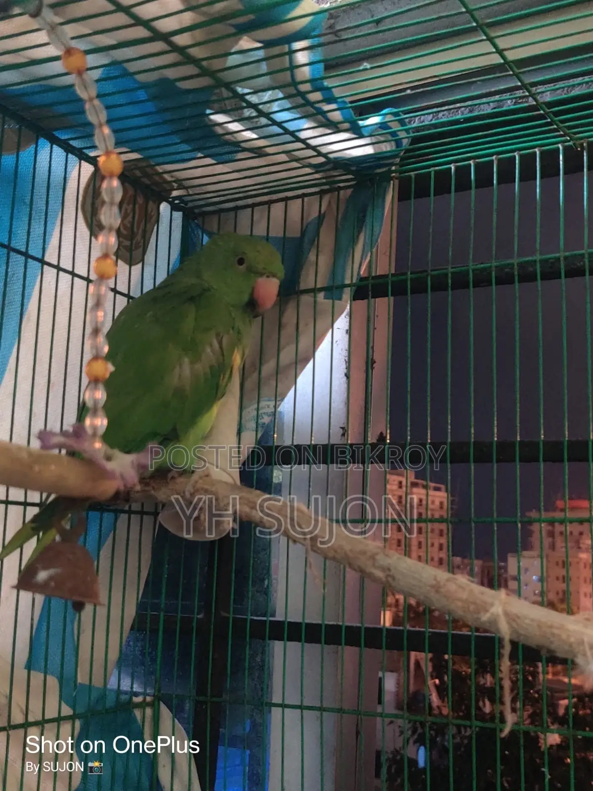 Parrot Very Beautiful Colorful Setup