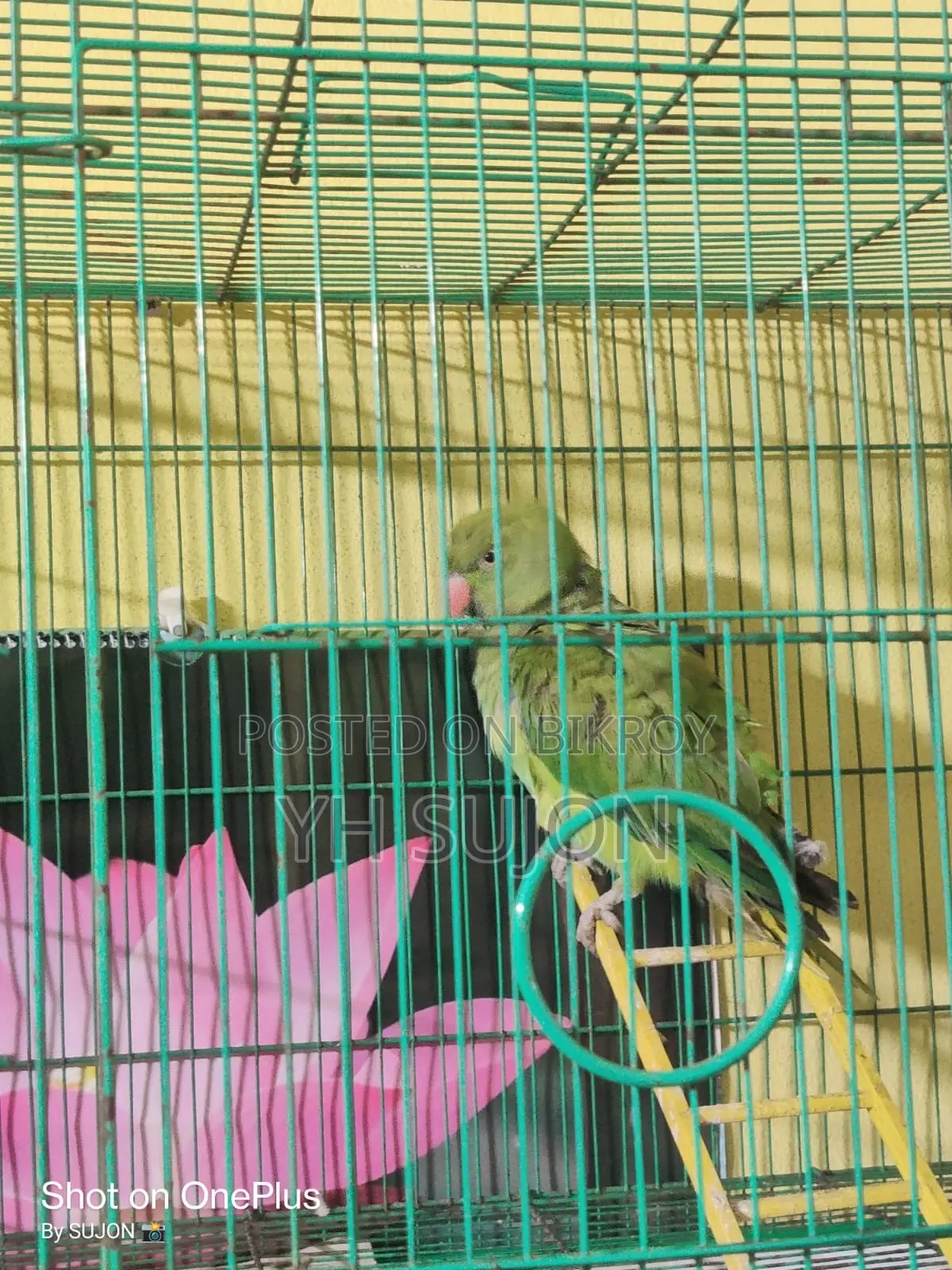 Parrot Very Beautiful Colorful Setup