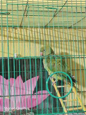 Parrot Very Beautiful Colorful Setup