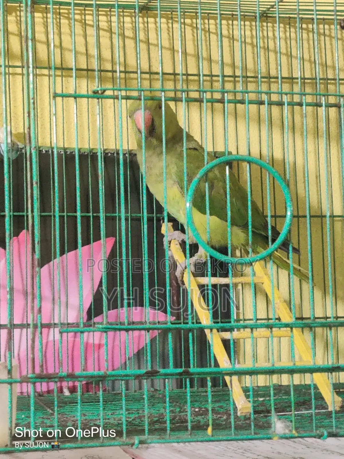 Parrot Very Beautiful Colorful Setup