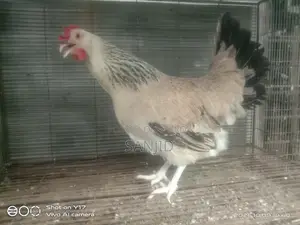Egg-laying hens for sale