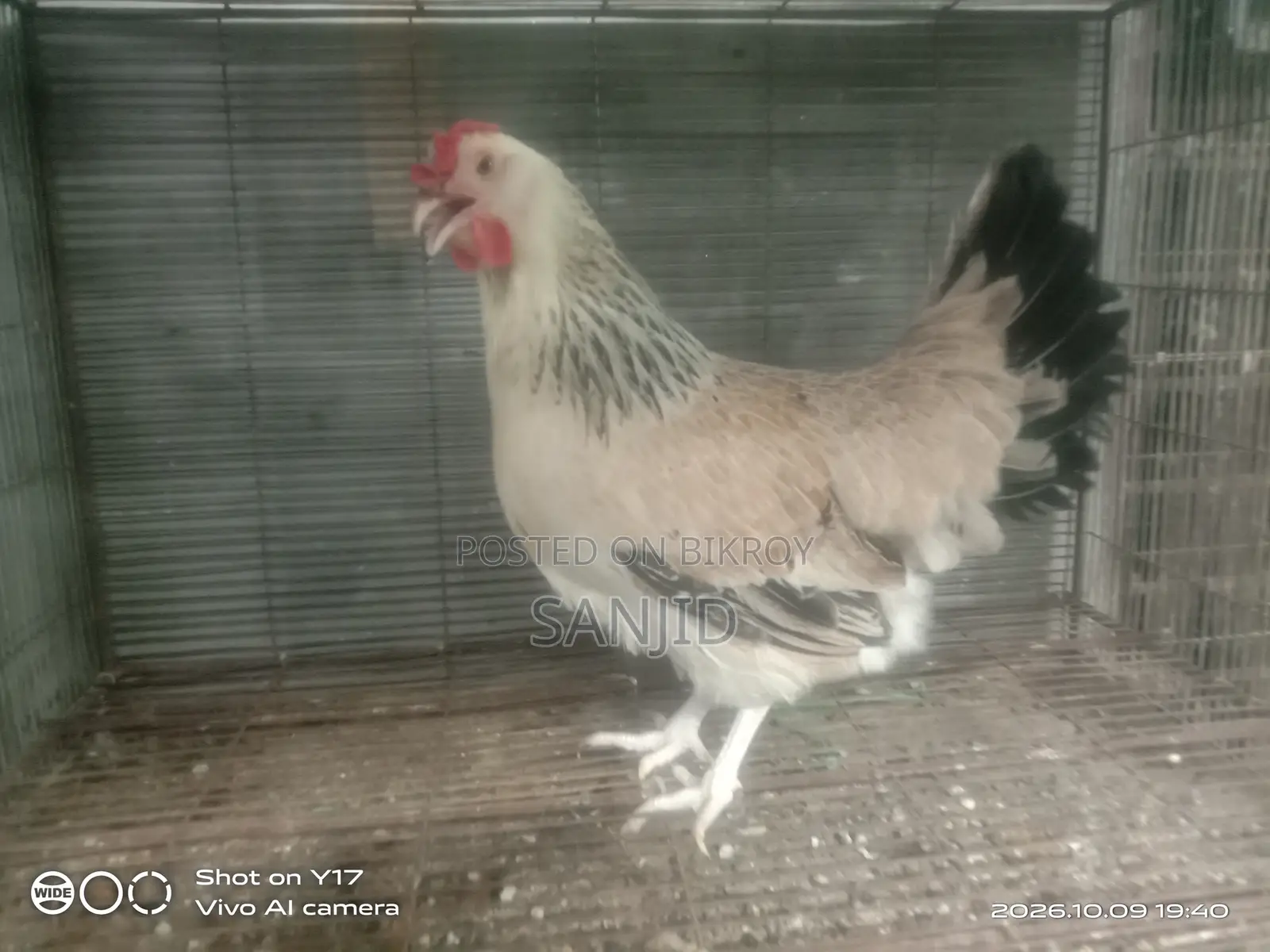 Egg-laying hens for sale