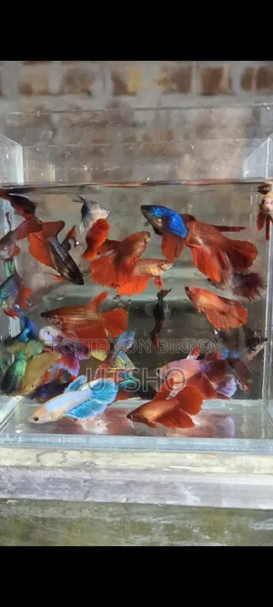 Betta Loaded Female
