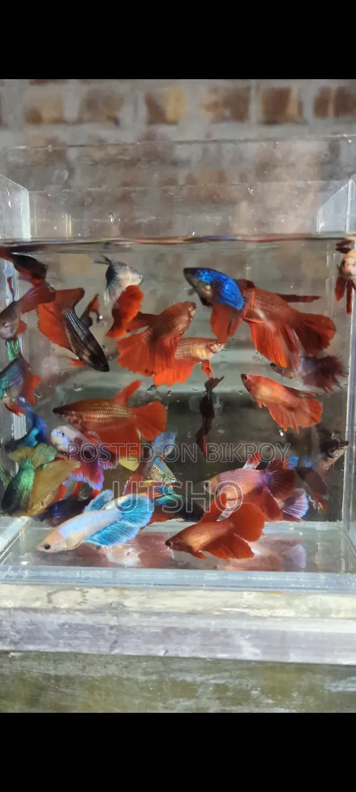 Betta Loaded Female