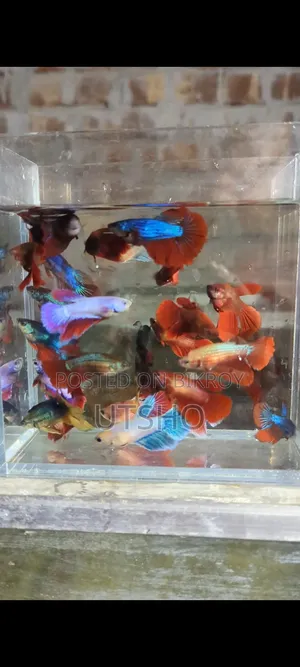 Betta Loaded Female