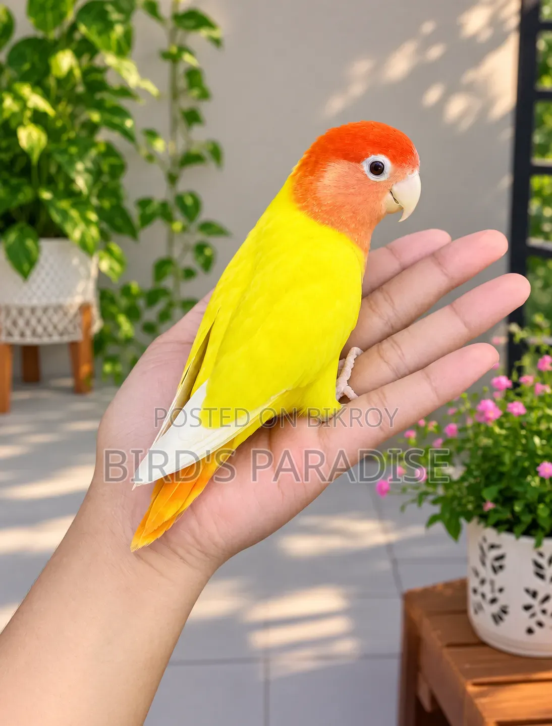 শোভন লাভবার্ড