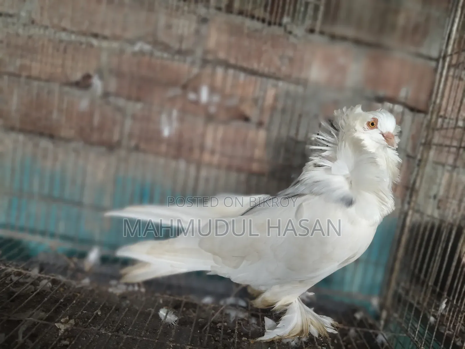 English Sant Running Cock and European Toy Lahori