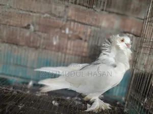 English Sant Running Cock and European Toy Lahori