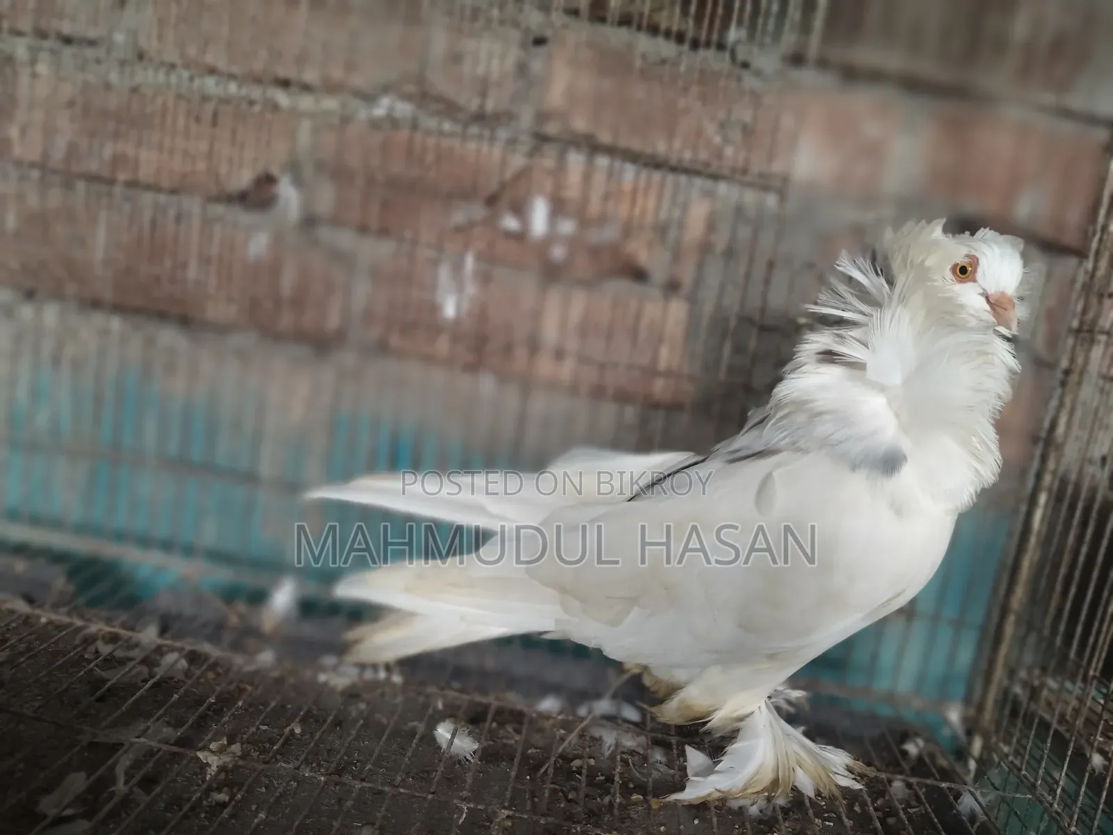 English Sant Running Cock and European Toy Lahori