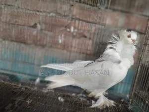 English Sant Running Cock and European Toy Lahori