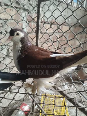 English Sant Running Cock and European Toy Lahori