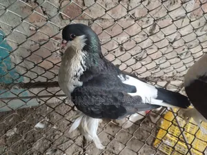 English Sant Running Cock and European Toy Lahori