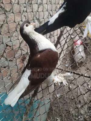 English Sant Running Cock and European Toy Lahori