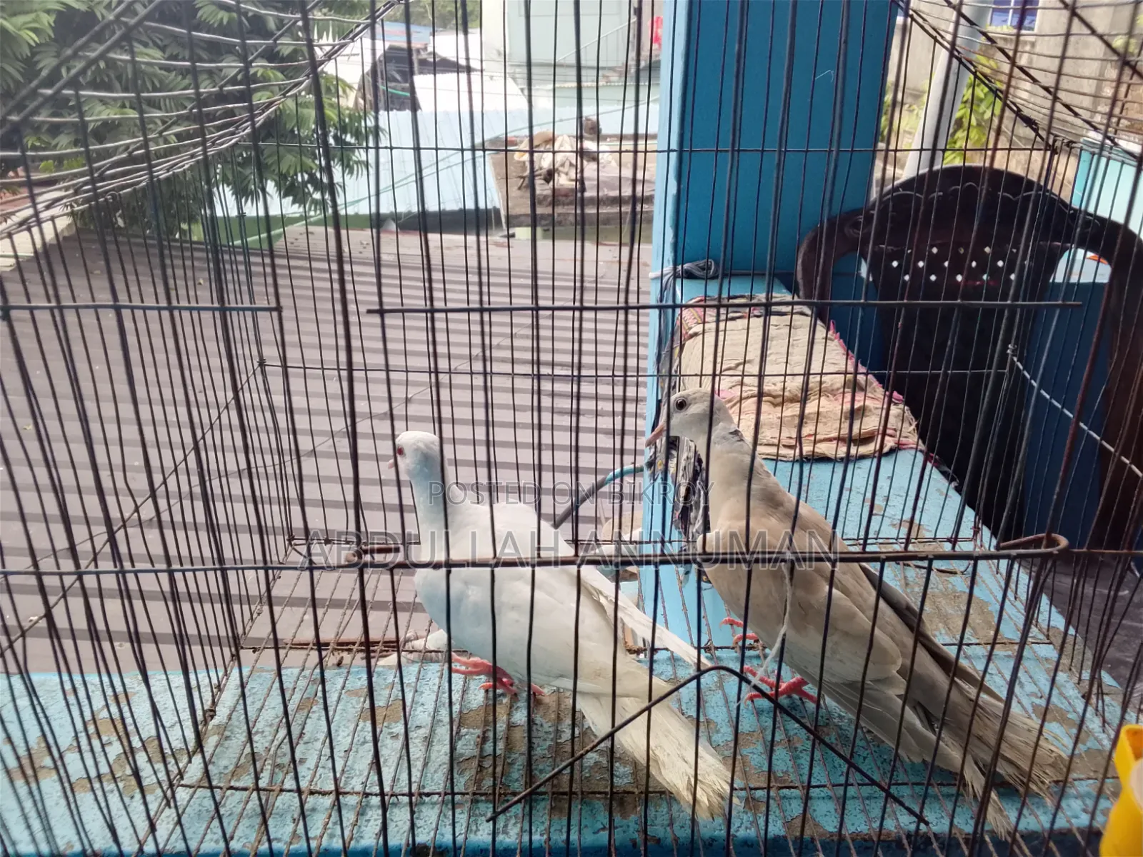 ঘুঘু পাখি