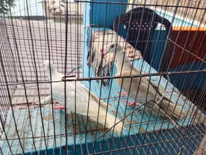 ঘুঘু পাখি