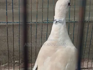 ঘুঘু পাখি