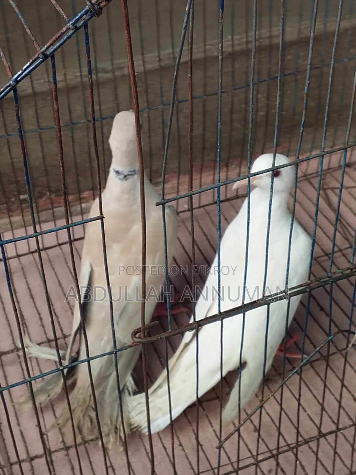 ঘুঘু পাখি