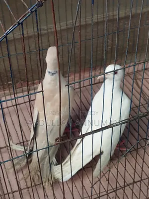 ঘুঘু পাখি