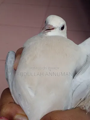 ঘুঘু পাখি