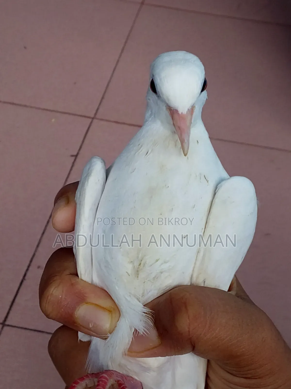 ঘুঘু পাখি