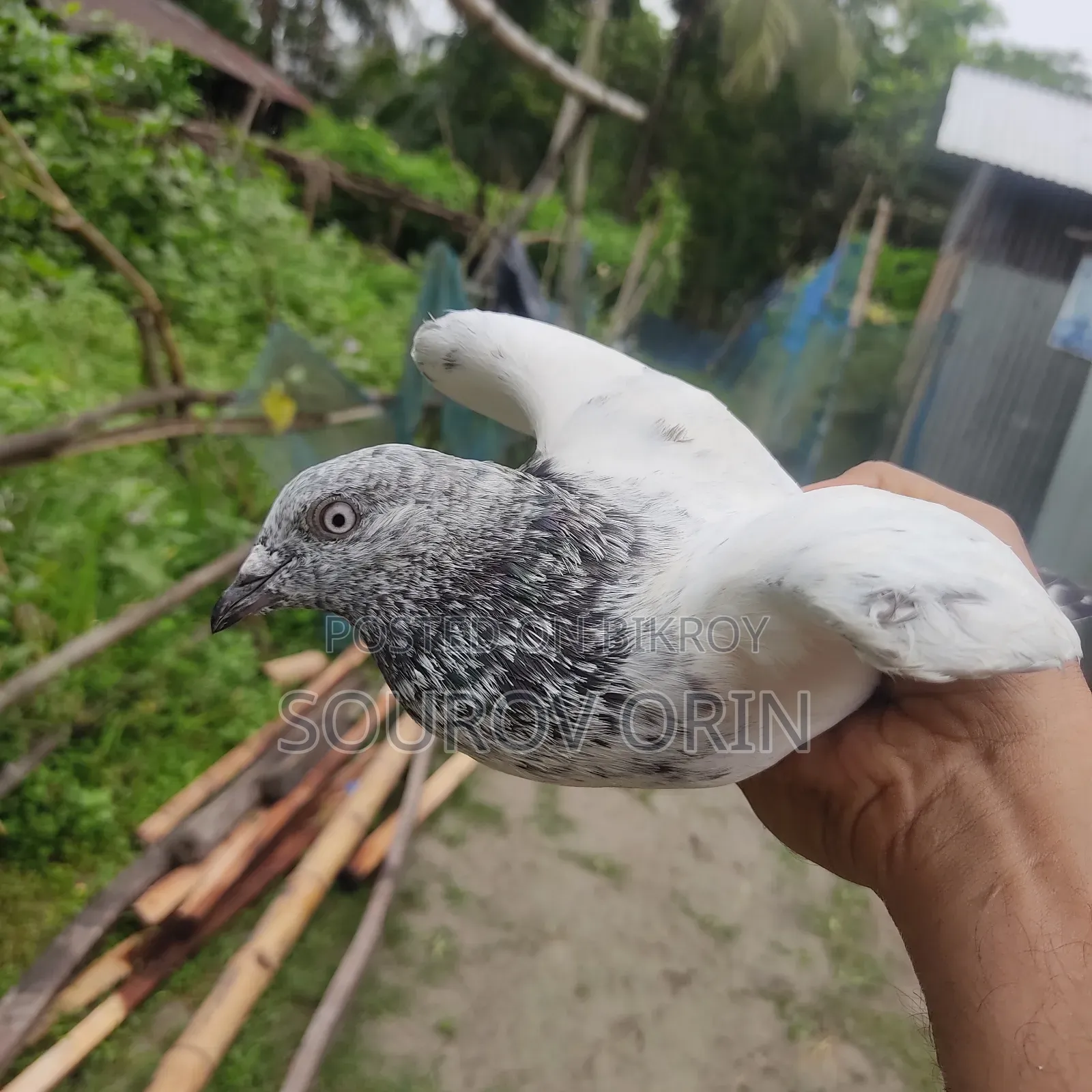 কবুতর বিক্রয় করা হবে একটা আর্মি একটা মিলিটারি