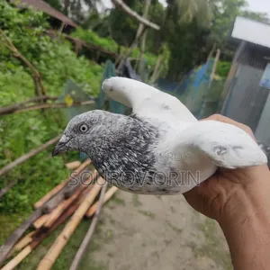 কবুতর বিক্রয় করা হবে একটা আর্মি একটা মিলিটারি
