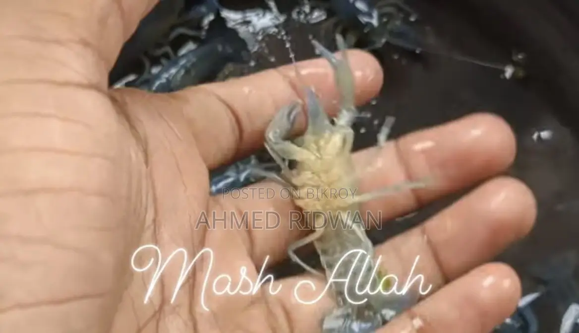 অ্যাকুরিয়ামের জন্য লবস্টার (ব্লু)