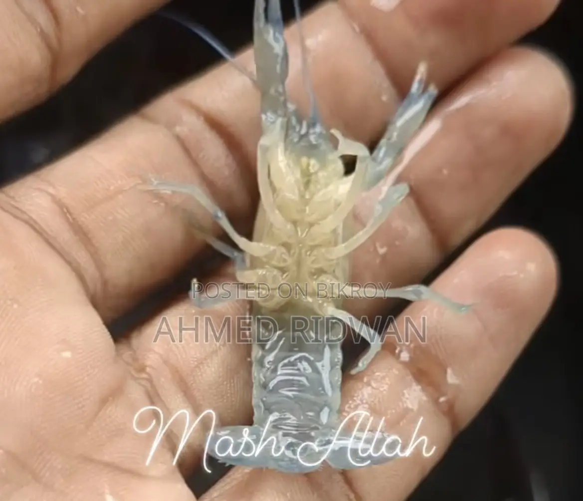 অ্যাকুরিয়ামের জন্য লবস্টার (ব্লু)
