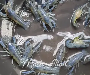 অ্যাকুরিয়ামের জন্য লবস্টার (ব্লু)