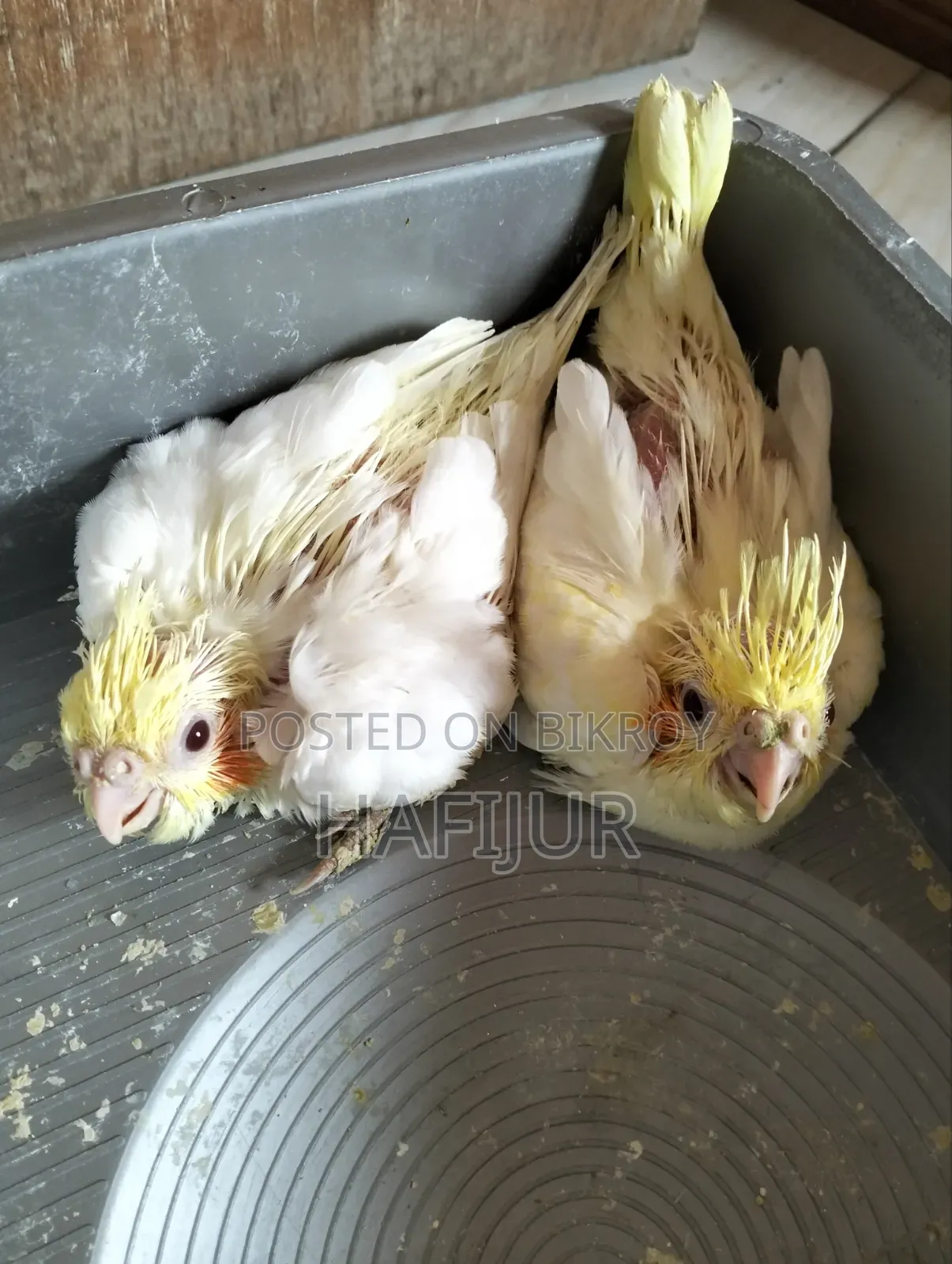 Cockatiel Tame Size Baby, কোকাটেল টেম সাইজ বেবি