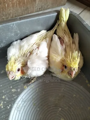 Cockatiel Tame Size Baby, কোকাটেল টেম সাইজ বেবি