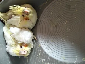 Cockatiel Tame Size Baby, কোকাটেল টেম সাইজ বেবি