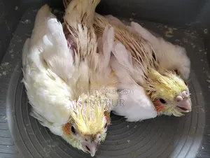 Cockatiel Tame Size Baby, কোকাটেল টেম সাইজ বেবি