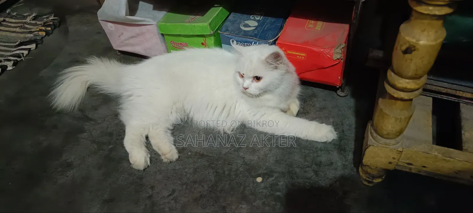 ১+ বছরের পুরুষ পিওর ব্রিড পার্সিয়ান